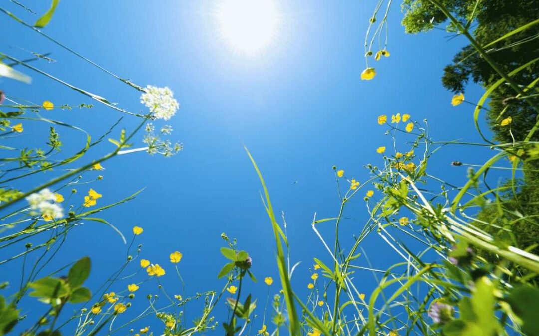 De energie van juli: tijd om te bloeien