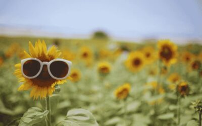 BASE zomerrooster 2026